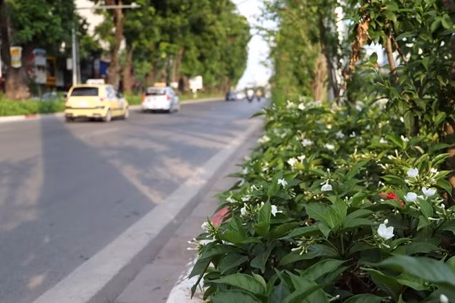 Mhững cây xanh trồng mới trên đường Láng được chăm sóc rất tốt. Hàng ngày công ty cây xanh Hà Nội tiến hành hai lượt tưới nước cho cây vào buổi sáng và buổi chiều.