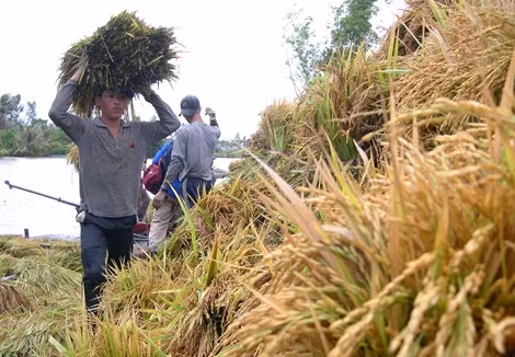 Bài 2: Nhức nhối với… gạo ngon nhất thế giới ảnh 3