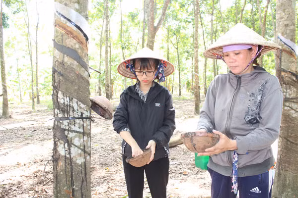 Mẹ con Trang cạo mủ cao su kiếm sống qua ngày.