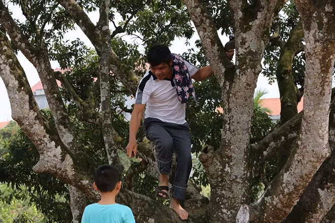 Nhiều người trẻo hẳn lên cây.