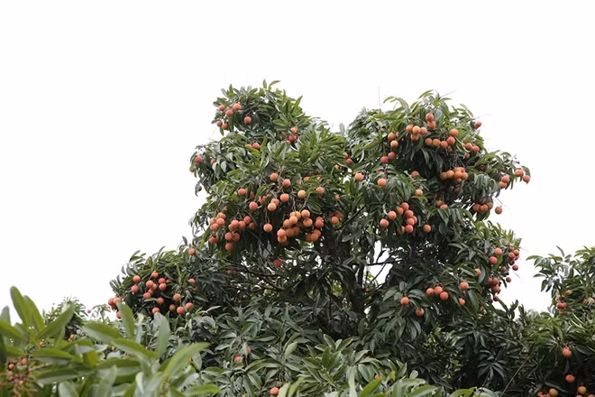 Dù đã "rất cao niên" nhưng năm nào cây cũng cho quả.