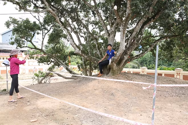 Dù xung quanh cây vải tổ có hàng rào bảo vệ nhưng nhiều người hiếu kỳ vẫn vượt qua để vào sờ tận tay hoặc chụp bức ảnh kỷ niệm với cây.