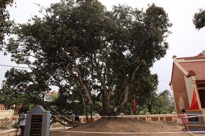 "Cây vải tổ" được cụ Hoàng Văn Cơm trồng cách đây gần 200 năm.