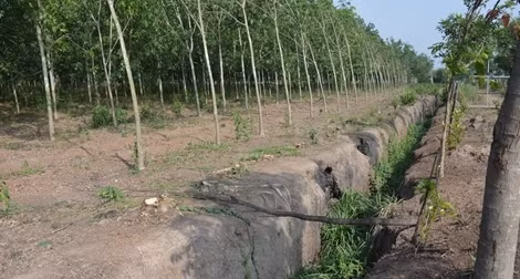 Vì sao Trại giam Xuyên Mộc liên kết kinh doanh với một công ty tư nhân?