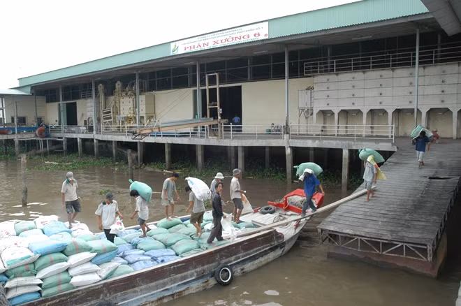 Thu mua, chế biến gạo xuất khẩu tại Công ty CP Gentraco (Cần Thơ).