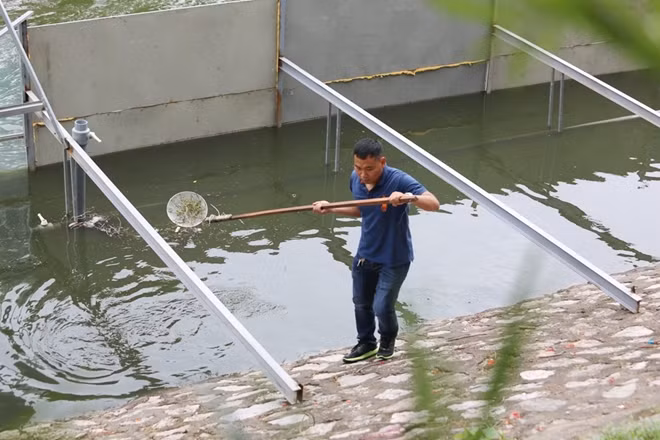Tại khu vực thí điểm xử lý bùn gần đầu đường Hoàng Quốc Việt, cũng xuất hiện nhân viên tới trục vớt rác do dòng chảy mang vào.