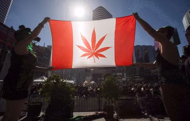 Người dân hào hứng thay thế lá phong bằng lá cần sa trên quốc kỳ Canada sau khi Thượng viện phê chuẩn dự luật hợp pháp hóa chất kích thích này. Người dân hào hứng thay thế lá phong bằng lá cần sa trên quốc kỳ Canada sau khi Thượng viện phê chuẩn dự luật hợp pháp hóa chất kích thích này.
