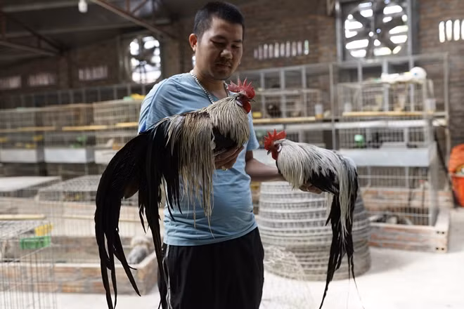 Một chú gà Tân Châu đuôi dài.