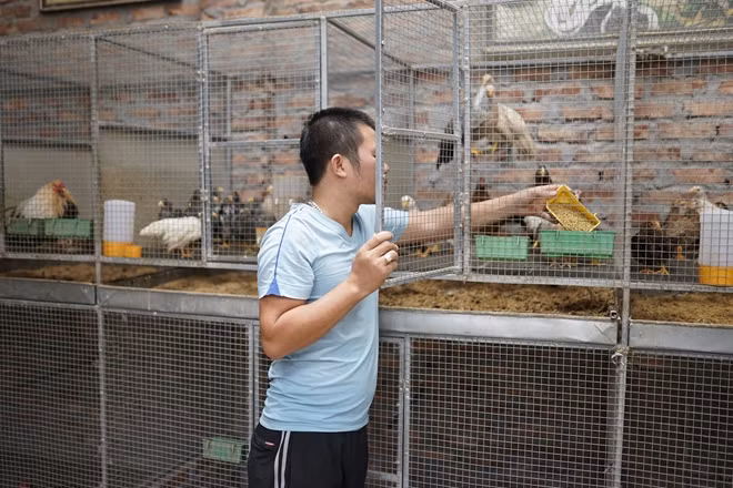 Anh Nguyễn Quang Nam và trang trại gà cảnh.
