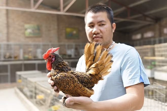 Anh Nam và một chú gà “vảy cá” màu đồng.
