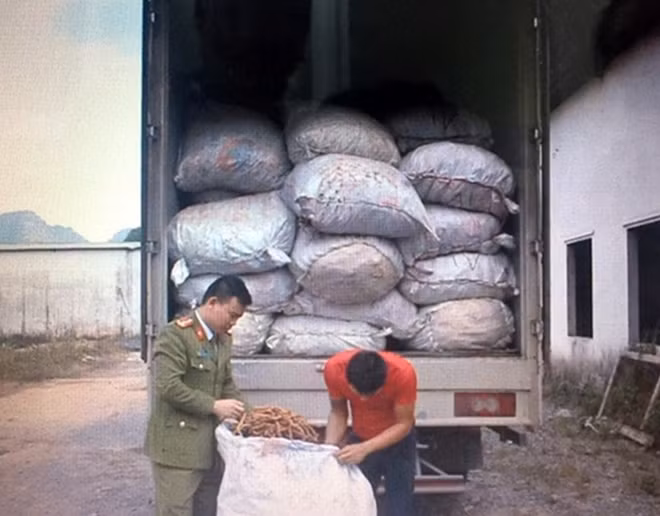 7 tấn củ ba kích bị thu giữ.