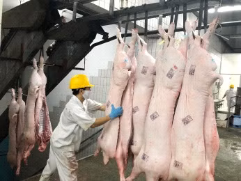 Kiểm soát quy trình giết mổ nghiêm ngặt trước khi đưa vào siêu thị bán.