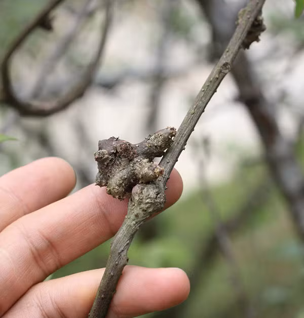 Một loài thảo dược quý.