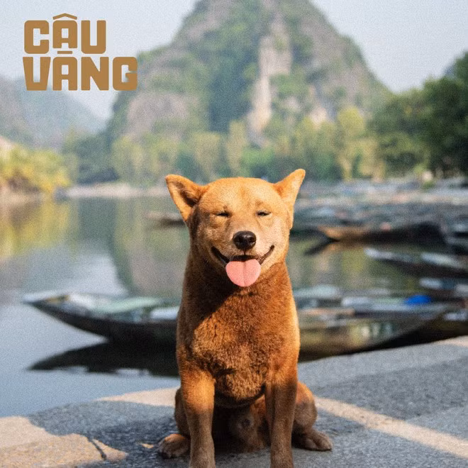 Chó Nhật được sử dụng trong phim “Cậu vàng”. Chó Nhật được sử dụng trong phim “Cậu vàng”.