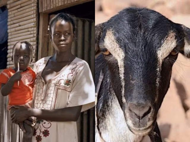 Tại Kenya, nhiều cô dâu được đổi lấy dê.