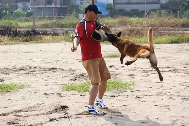 1 giờ huấn luyện tại CLB chó thể thao Bắc Kinh.