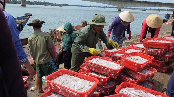 Cảng cá Cửa Tùng luôn đầy ắp cá tôm.