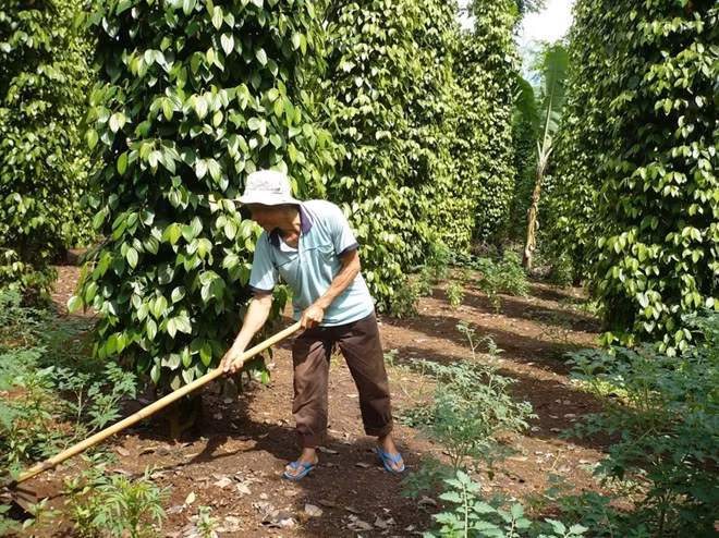 Ồ ạt trồng không theo quy hoạch, cộng với giá hồ tiêu xuống thấp, nông dân đứng trước thiệt hại lớn.
