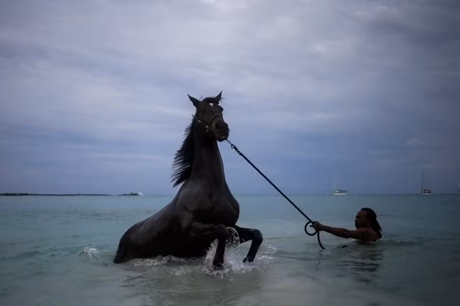 Một chú ngựa đị tắm biển trên biển tại Garrison Savannah, Barbados.