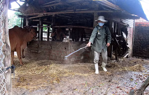 Phun khử trùng phòng dịch LMLM lan rộng tại Quảng Nam.