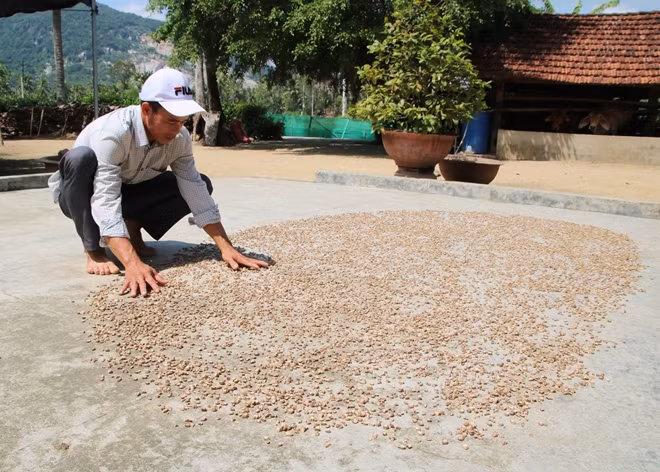 Anh Tuấn kiểm tra vị thuốc phơi ngoài sân.