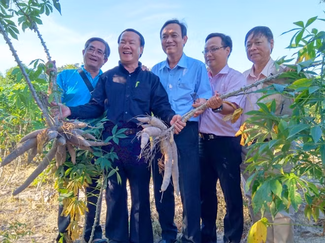 Lãnh đạo Sở NN & PTNT An Giang cùng với lãnh đạo Tập đoàn Sao Mai phấn khởi trước vụ mì 2019 tại huyện Tịnh Biên.
