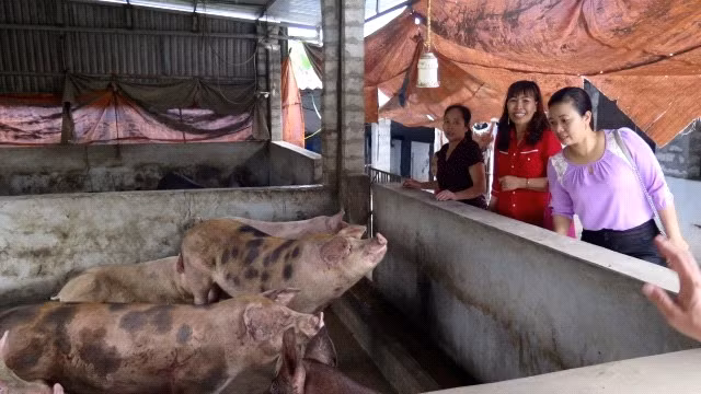 Một mô hình chăn nuôi, thoát nghèo từ vốn vay của NHCSXH tại huyện Thuỷ Nguyên