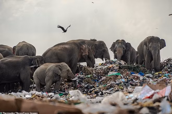 Một đàn voi tại Oluvil, Sri Lanka thường xuyên tiến vào bãi rác để kiếm ăn...