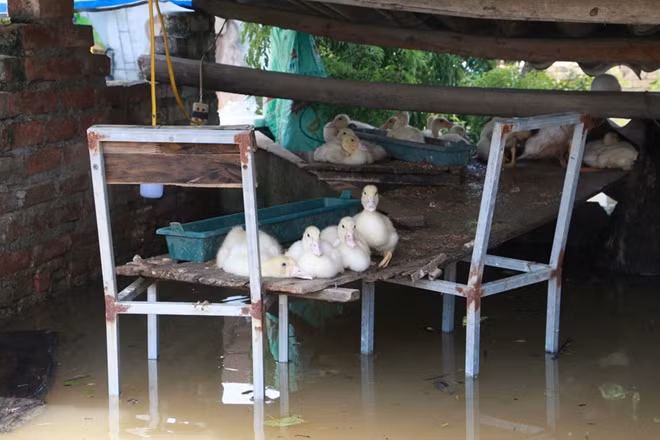 Vật nuôi được tạm thời sơ tán vào trong nhà do ngoài đồng nước ngập vẫn rất sâu. Nhiều gia đình mất trắng toàn bộ hoa màu trong đợt lụt lần này. Đơn cử như trường hợp gia đình chị Nguyễn Thị Tính tại xóm Mới, thôn Đồng Sơn, xã Tuyết Nghĩa huyện Quốc Oai bị nước lụt ngập trắng toàn bộ 1,9 mẫu ruộng, cũng mất phần lớn đàn vịt nuôi cả trăm con..