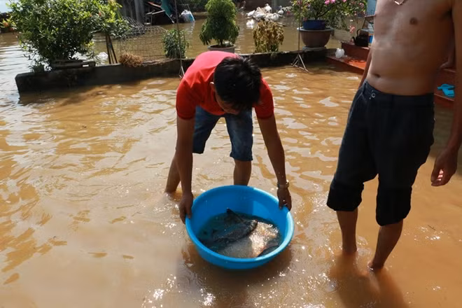 Một chậu cá này có thể cải thiện bữa ăn cả gia đình.