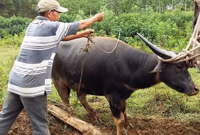 Một con trâu hoang hung dữ bị sập bẫy. Một con trâu hoang hung dữ bị sập bẫy.