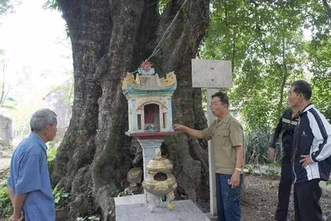 Ông Lê Minh Thưởng (Nghệ An) giới thiệu năm cây thị cổ.
