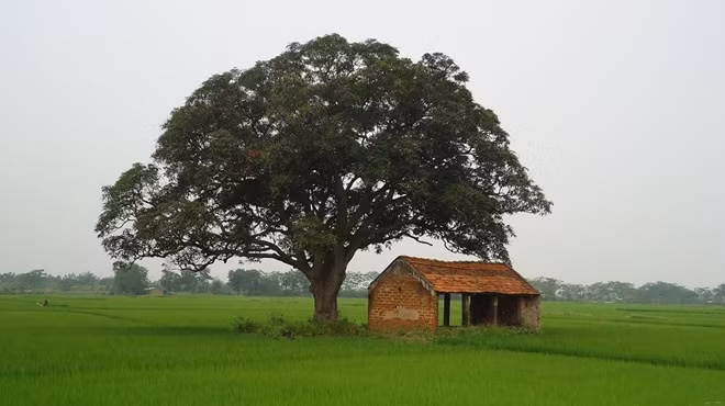 Cây muỗm ở Phúc Thọ - Hà Nội.