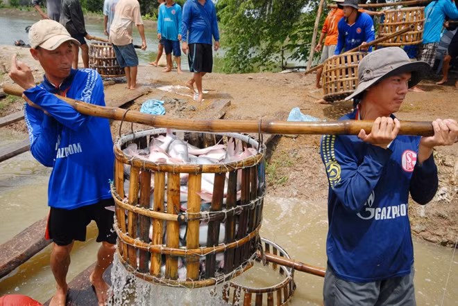 Thu hoạch cá tra tại đồng bằng sông Cửu Long.