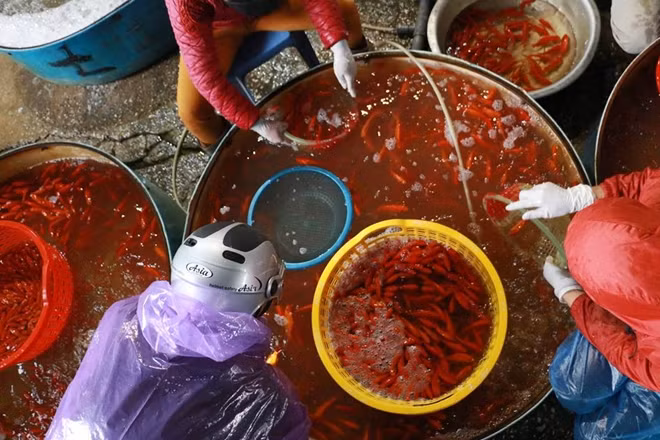 Cá từ chợ Sở Thượng được phân phối đi khắp Hà Nội thậm chí nhiều thương lái từ các vùng lân cận Thủ Đô cũng đến đây lấy hàng.