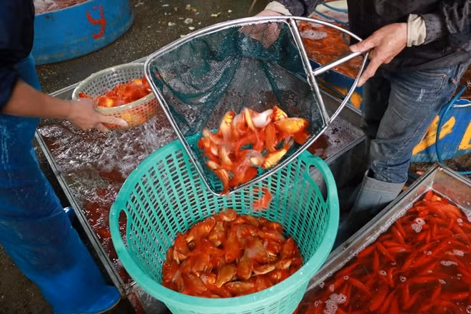 Những chú cá được chọn phải đủ tiêu chuẩn là là cá khỏe, vẩy không bị bong, màu sắc bóng bẩy.