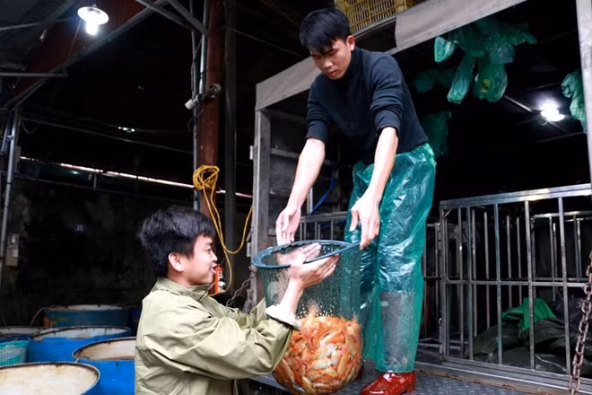 Trong dịp sắp tới ngày Ông Công, ông Táo chợ nhộn nhịp hơn bởi hàng chục ô tô chở cá vàng từ các tỉnh Nam Định, Hải Dương, Ninh Bình, Hà Nam… đổ về đây.