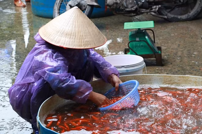 Các được phân loại theo kích thước, hình dáng, trọng lượng, vẻ bề ngoài. Những chú cá đẹp có giá từ 100 đến 120.000/kg