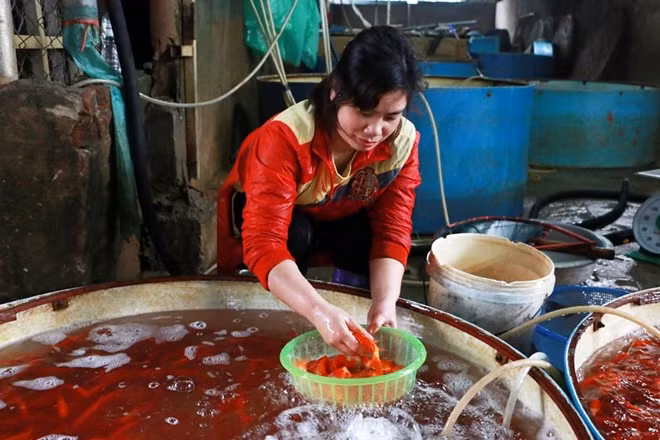 Cá chép là một nét đặc sắc của chợ cá Sở Thượng trong dịp Tết ông Công, ông Táo...