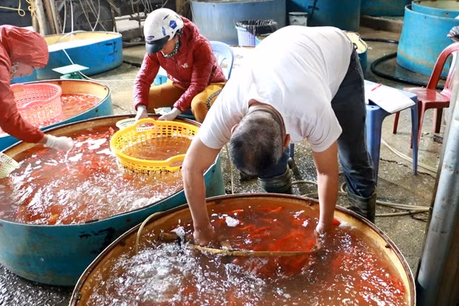 Theo một tiểu thương tại chợ chia sẻ: "Cá chép bán tại chợ đều là cá nuôi lồng, được vận chuyển từ Nam Định và các tỉnh lân cận".