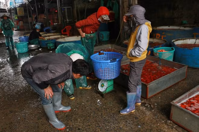 Do các địa phương đều được mùa cá, quá trình vận chuyển thuận lợi nên giá cá năm nay giảm nhẹ so với mọi năm.