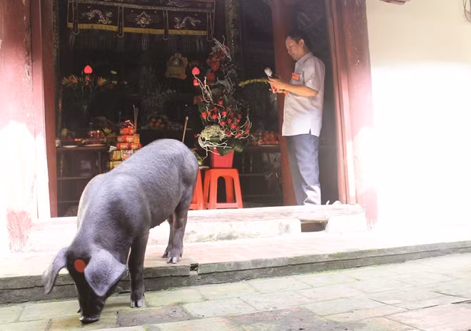 “Ông Lang” sau khi rước vào nghè sẽ được làm lễ tế thần linh.