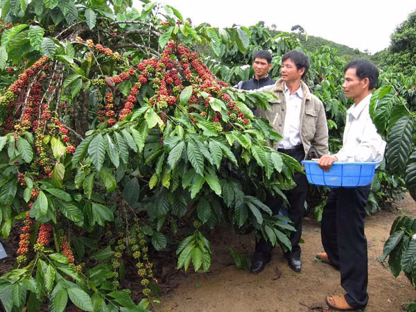 So với quy hoạch, cà phê đã vượt hơn 100.000 ha. So với quy hoạch, cà phê đã vượt hơn 100.000 ha.
