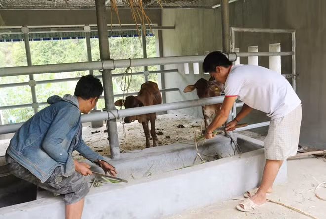 Việc xây dựng chuồng bò thiếu khoa học khiến người dân khó khăn trong việc dọn phân và tưới chuồng trại.