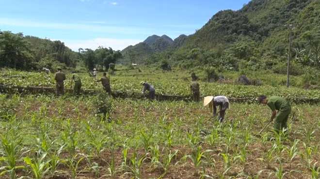 Cán bộ Công an tham gia sản suất cùng nhân dân.