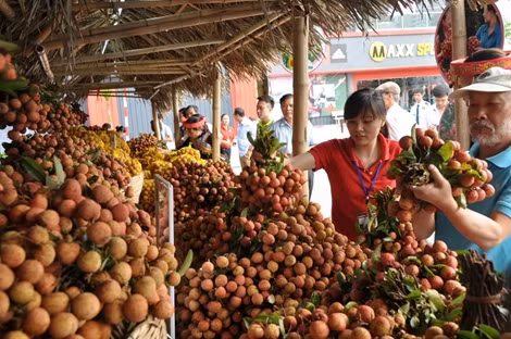 Giá vải thiều Bắc Giang lên đến 35000đ/kg