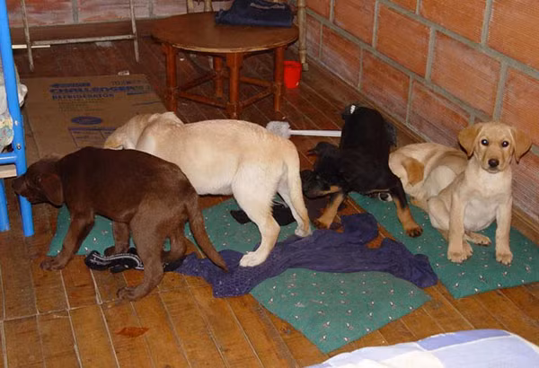Chó có chứa các gói heroin trong bụng được phát hiện ở Colombia cách đây 12 năm.
