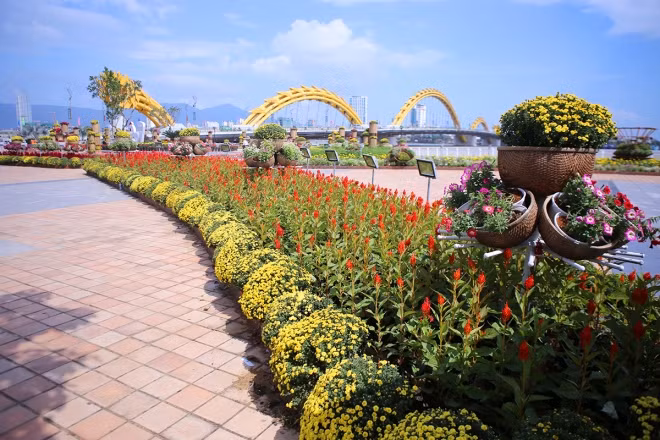 Năm nay, Đà Nẵng kỷ niệm 20 năm thành phố trực thuộc Trung ương. Các điểm trang trí hoa xuân ven sông Hàn rải khắp từ khu vực dưới chân cầu Rồng về trụ sở HĐND thành phố số 42 Bạch Đằng.