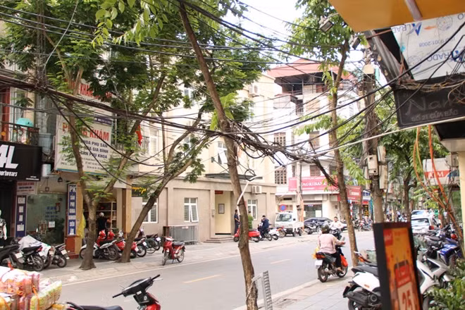 Hàng cây ven đường cũng trở thành cột điện.