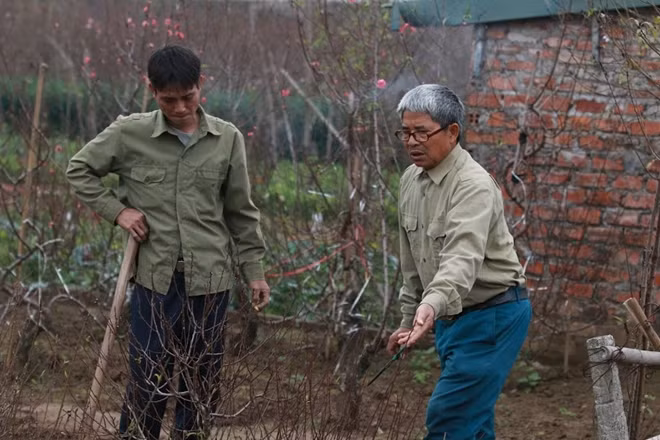 Các chủ vườn cho biết giá đào dịp Tết Âm lịch có thể tăng cao vì hiện rất nhiều cây không còn ra hoa trong một tháng tới.
